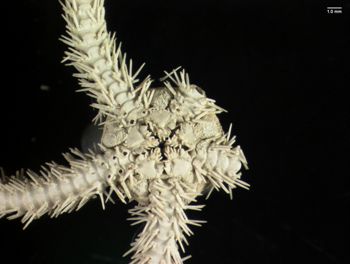 Media type: image; Invertebrate Zoology OPH-400